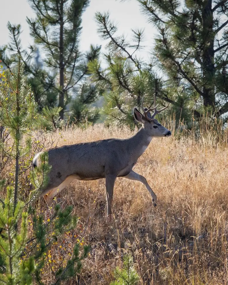 Game Species